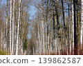 a path through a birch thicket in a spring park at sunset, fresh foliage, white tree trunks 139862587