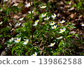 A close up view of white anemone flowers in the first days of spring in a natural park in sunny weather, bright greenery, no people 139862588