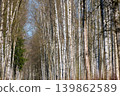 a path through a birch thicket in a spring park at sunset, fresh foliage, white tree trunks 139862589