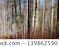 a path through a birch thicket in a spring park at sunset, fresh foliage, white tree trunks 139862590