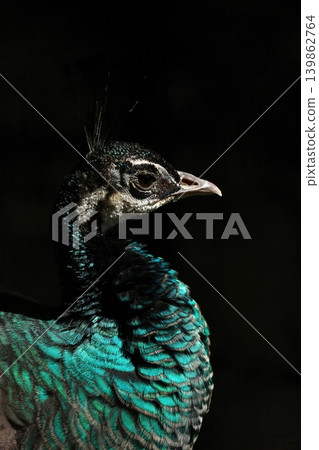 Close-up of a peacock's profile against a black background. Close-up of a peacock's profile against a black background. 139862764