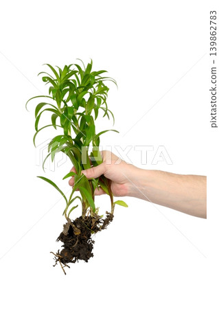 green lily seedlings with roots isolated on a white background green lily seedlings with roots isolated on a white background 139862783