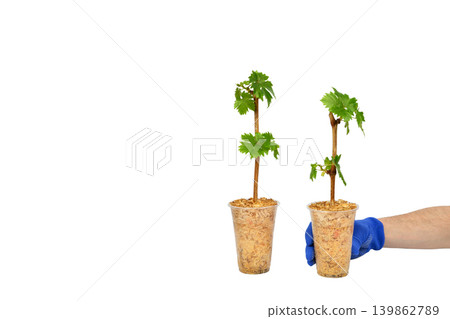 grape seedlings in transparent cups isolated on a white background grape seedlings in transparent cups isolated on a white background 139862789