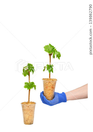 grape seedlings in plastic cups isolated on a white background 139862790