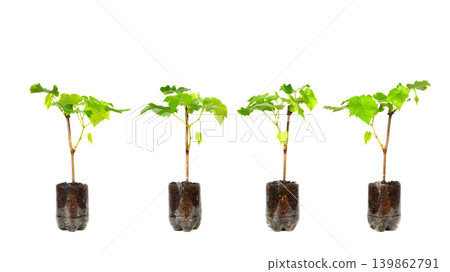 four grape seedlings in a row isolated on a white background four grape seedlings in a row isolated on a white background 139862791