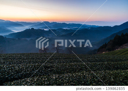 Tea fields shrouded in morning mist Tea fields shrouded in morning mist 139862835