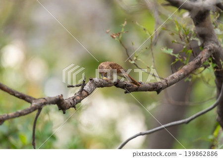 Plaiintive cuckoo Cacomantis merulinus perched tree branch natural habitat feeding soft green background wildlife detail Plaiintive cuckoo Cacomantis merulinus perched tree branch natural habitat feeding soft green background wildlife detail 139862886