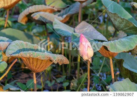 Pink lotus bud rising above aged lotus leaves pond illuminated by warm sunlight reflecting calm nature aquatic beauty Pink lotus bud rising above aged lotus leaves pond illuminated by warm sunlight reflecting calm nature aquatic beauty 139862907