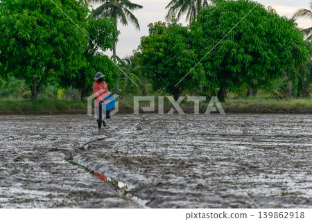 Farmer spreading rice seeds across muddy paddy field surrounded by tropical trees reflecting traditional agriculture rural farming lifestyle Farmer spreading rice seeds across muddy paddy field surrounded by tropical trees reflecting traditional agriculture rural farming lifestyle 139862918