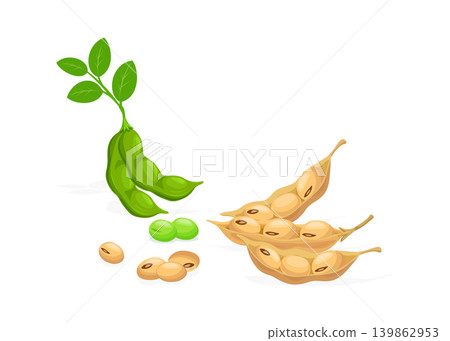 Soybean Plant Illustration showing Edamame and Dried Mature Soy Beans Soybean Plant Illustration showing Edamame and Dried Mature Soy Beans 139862953