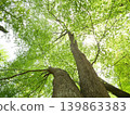 Looking up at the tall trees with their fresh green leaves 139863383
