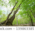 Looking up at the lush green Mizunara oak forest 139863385