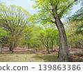 A forest of fresh green oak trees 139863386