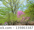 A forest of fresh green leaves where Rhododendron dilatatum is in bloom. 139863387