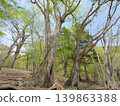 A forest of large oak trees 139863388