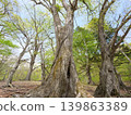 A forest of large oak trees 139863389