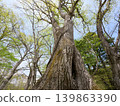 A forest of large oak trees 139863390
