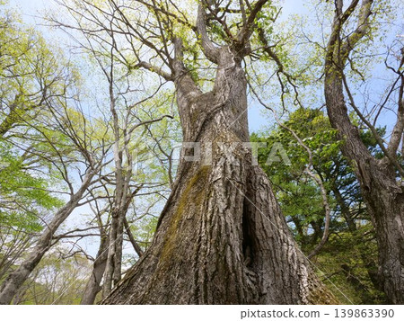 一片高大的橡樹林 一片高大的橡樹林 139863390