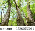 Looking up at a large Mizunara oak tree 139863391