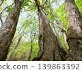 Looking up at a large Mizunara oak tree 139863392