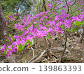 A slope where Rhododendron dilatatum is in bloom 139863393