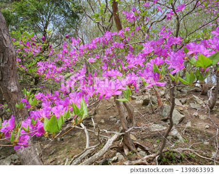 杜鵑花(Rhododendron dilatatum)盛開的山坡 杜鵑花(Rhododendron dilatatum)盛開的山坡 139863393