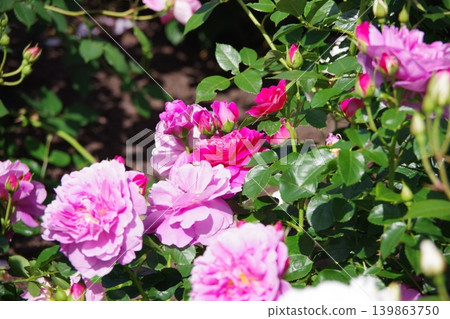 Pink rose flowers are blooming Pink rose flowers are blooming 139863750