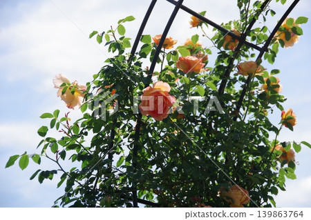 roses blooming towards the sky roses blooming towards the sky 139863764