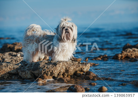 Shih tzu dog standing on stone at the edge of lake 139863957