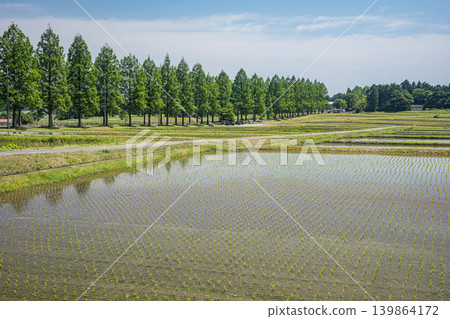 滋賀縣高島市牧野町,綠蔭如蓋的水杉林蔭大道和鄉村景色 滋賀縣高島市牧野町,綠蔭如蓋的水杉林蔭大道和鄉村景色 139864172