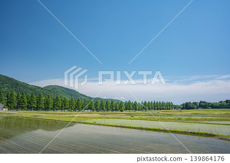 A tranquil rural landscape of Oku-Biwako, lined with Metasequoia trees, Makino-cho, Takashima City, Shiga Prefecture. 139864176