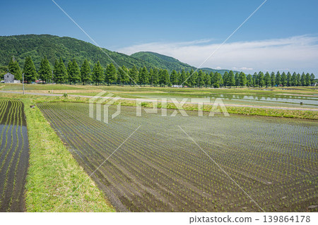 A tranquil rural landscape of Oku-Biwako, lined with Metasequoia trees, Makino-cho, Takashima City, Shiga Prefecture. 139864178