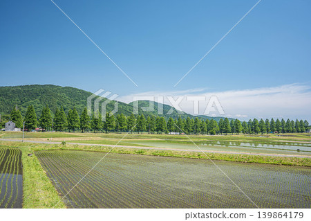 A tranquil rural landscape of Oku-Biwako, lined with Metasequoia trees, Makino-cho, Takashima City, Shiga Prefecture. 139864179