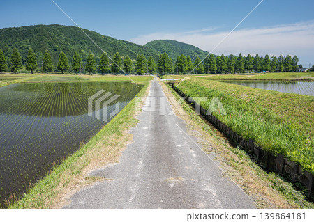 A tranquil rural landscape of Oku-Biwako, lined with Metasequoia trees, Makino-cho, Takashima City, Shiga Prefecture. 139864181