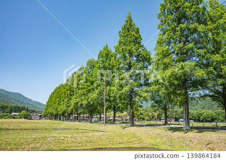 滋賀縣高島市牧野町一排水杉 139864184