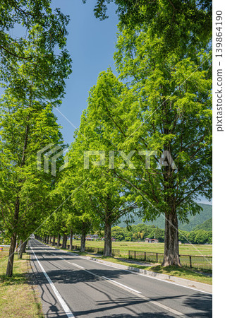 A row of Metasequoias trees, Makino Town, Takashima City, Shiga Prefecture 139864190