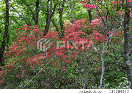 Azaleas in full bloom on Mt. Tokusenjō 139864253