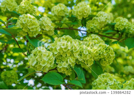 A close-up of the refreshing green flowers of the Japanese snowball bush in spring. 139864282