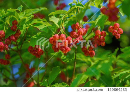 The red flowers of the Enkianthus campanulatus stand out against the spring greenery. The red flowers of the Enkianthus campanulatus stand out against the spring greenery. 139864283