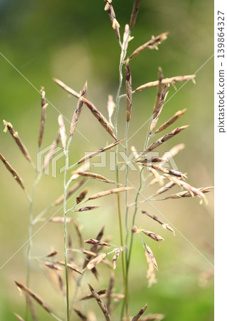 The flowers of the Sasa bamboo are in bloom. The flowers of the Sasa bamboo are in bloom. 139864327