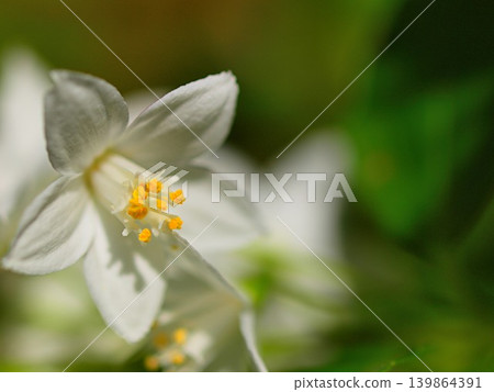 纖細溲疏花的生態照片 纖細溲疏花的生態照片 139864391