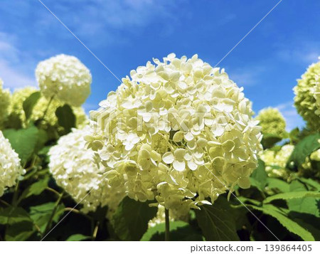 Close-up of a white hydrangea bathed in sunlight 139864405