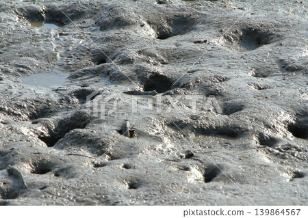 A mudskipper peeks its head out of a hole in the tidal flat, surveying its surroundings. A mudskipper peeks its head out of a hole in the tidal flat, surveying its surroundings. 139864567
