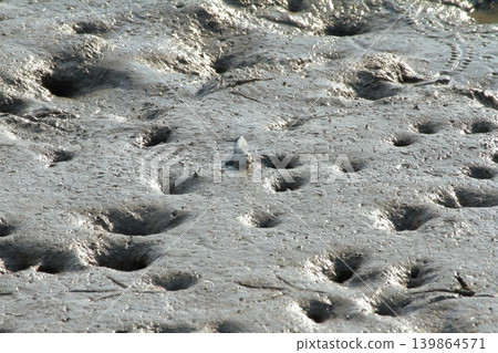The adorable mudskippers on the tidal flats of the Ariake Sea The adorable mudskippers on the tidal flats of the Ariake Sea 139864571