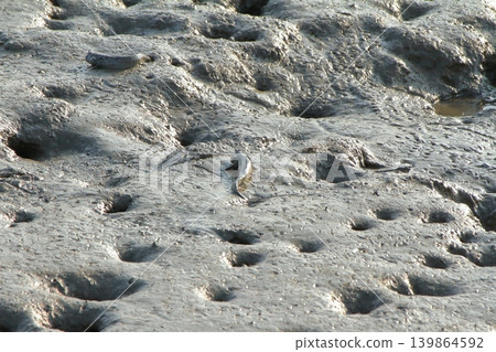 有明海潮灘上彈塗魚的景象 有明海潮灘上彈塗魚的景象 139864592