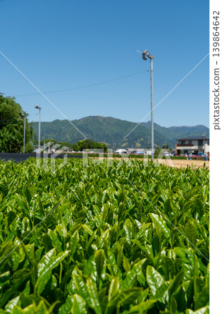 The tea fields of Suzuka spread out under a blue sky, with the fresh green leaves of Ise tea. The tea fields of Suzuka spread out under a blue sky, with the fresh green leaves of Ise tea. 139864642