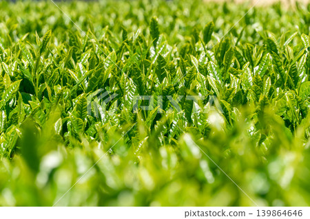 The tea fields of Suzuka spread out under a blue sky, with the fresh green leaves of Ise tea. The tea fields of Suzuka spread out under a blue sky, with the fresh green leaves of Ise tea. 139864646