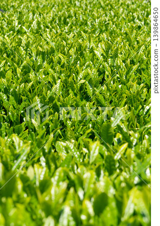 The tea fields of Suzuka spread out under a blue sky, with the fresh green leaves of Ise tea. The tea fields of Suzuka spread out under a blue sky, with the fresh green leaves of Ise tea. 139864650