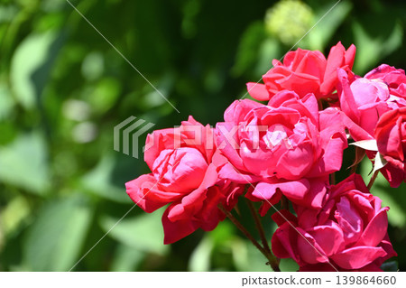 Roses Roses 139864660