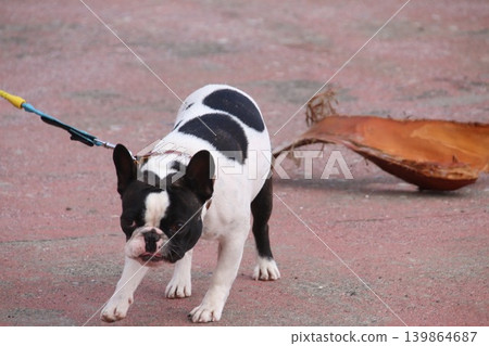 一隻可愛的法國鬥牛犬在度假村漫步。 一隻可愛的法國鬥牛犬在度假村漫步。 139864687